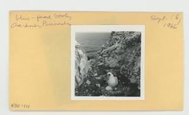 [Blue-faced booby in Hawaii, envelope IE30-111]