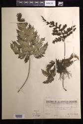 Abrodictyum dentatum