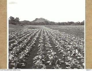 12 MILE, LALOKI RIVER, NEW GUINEA. 1943-11-15. A LARGE PATCH OF CHINESE LETTUCE GROWING ON THE FARM OF THE 3RD AUSTRALIAN FARM COMPANY, AUSTRALIAN ARMY SERVICE CORPS