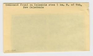 [Gekkonid found on Geissois stem in New Caledonia, envelope IE41-262]