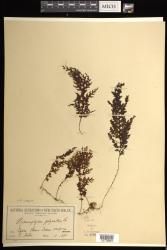 Hymenophyllum inaequale