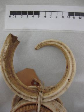 tusk, boar