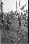 Pig festival, pig sacrifice, Tsembaga: in ancestral shrine, man with club prepares to sacrifice pigs tethered by pits, Allison Jablonko films