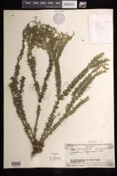 Phlegmariurus phlegmaria