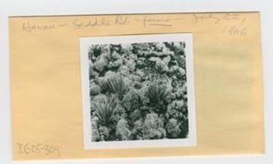 [Ferns in Hawaii, envelope IE25-304]