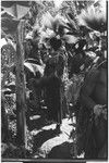 Pig festival, singsing, Kwiop: decorated men with feather headdresses