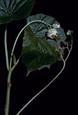 [Begonia leaf and flowers close-up at Espiritu Santo, Vanuatu]