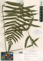Thelypteris × incesta