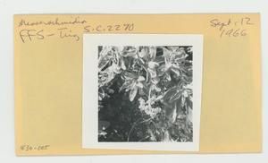 [Messerschmidia in Hawaii, envelope IE30-005]