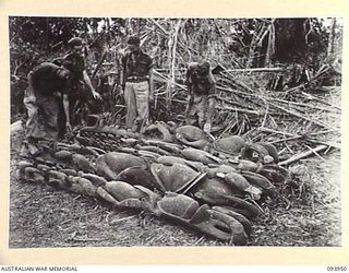 ULUPU, NEW GUINEA, 1945-07-09. PRIVATE C. GATGENS (1), PRIVATE J. SPOUNGER (2), PRIVATE M. NICOLLS (3), AND PRIVATE R.H. DAVIDS (4), EXAMINING TOTEM POLES IN ONE OF THE NATIVE VILLAGES