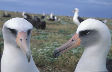 Laysan albatross colony