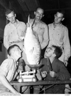 KIRIWINA, TROBIAND ISLANDS, PAPUA. C. 1944-03. 80466 LEADING AIRCRAFTMAN E. WOOLCOCK OF FREMANTLE, WA, A FLIGHT MECHANIC WITH NO. 30 (BEAUFIGHTER) SQUADRON RAAF (CENTRE, BACK ROW), WEIGHING ON THE ..