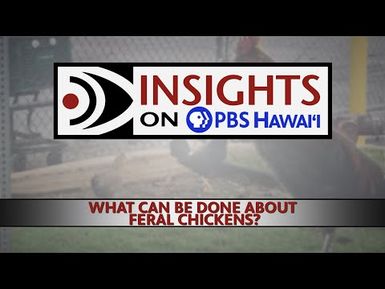What Can Be Done About Feral Chickens? | INSIGHTS ON PBS HAWAIʻI