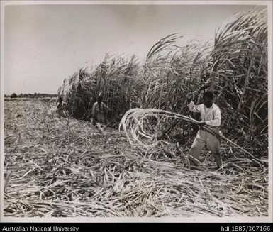 Harvesting cane