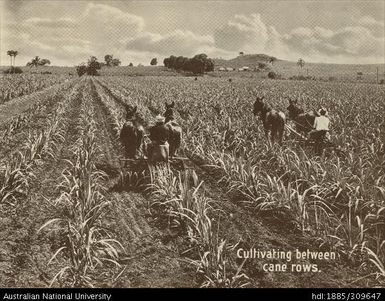 Cultivating between cane rows