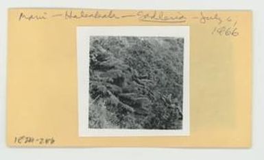 [Sadleria in Hawaii, envelope IE24-286]