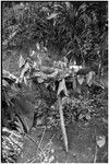 Pig festival, stake-planting, Tuguma: steam rises from ritual meal cooking in elevated oven