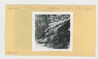 [Cibotium in Hawaii, envelope IE26-110]
