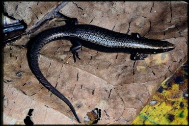 Caledoniscincus sp.
