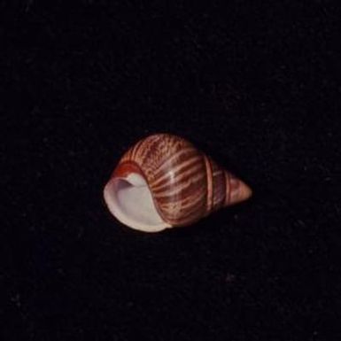 [Achatinella swiftii close-up in Wahiawa, United States]