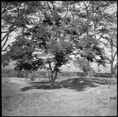 Chinnery's garden with rain trees and lawns, Malaguna Road, Rabaul, New Guinea, ca. 1936 / Sarah Chinnery