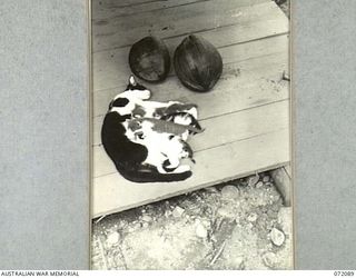 MILNE BAY, NEW GUINEA. 1944-04-06. THE CAMP MASCOT WITH HER NEW FAMILY OF FOUR KITTENS