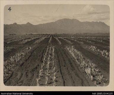 Newly planted area showing single row and triple row spacing