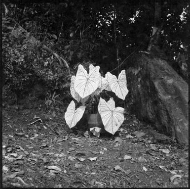 Taro leaves [?], arranged beside two rocks, Rabaul, New Guinea, ca. 1936 / Sarah Chinnery
