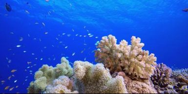 Managing Invasive Species to Create a Great Green Line of Defence for the Pacific