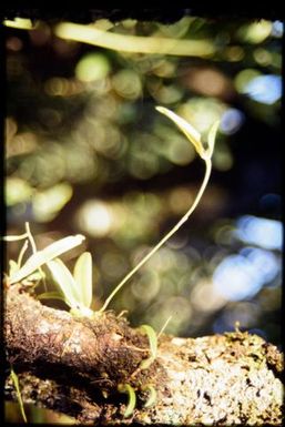 Bulbophyllum sp. 1000 m