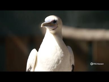 Hawaiʻi Wildlife Center | Home is Here | PBS HAWAIʻI