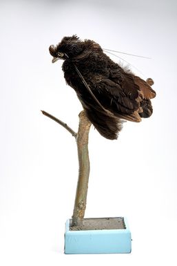 ["Parotia lawesii"]