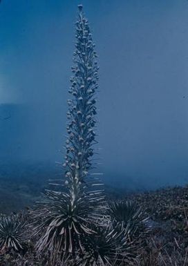 [Argyroxiphium caligini from Puʻu Kukui, United States]
