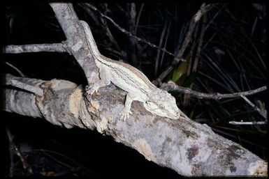 Gecko sp.