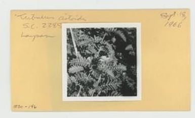 [Tribulus cistoides in Hawaii, envelope IE30-146]