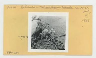 [Tetramolopium humile in Hawaii, envelope IE24-200]