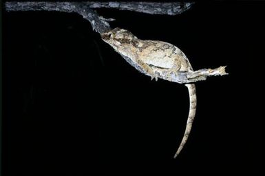 Rhacodactylus auriculatus