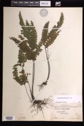 Adiantum diaphanum