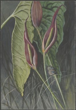 Arisaema sp., family Araceae, Papua New Guinea, 1917 / Ellis Rowan