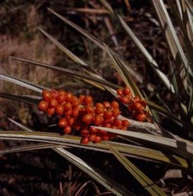 [Astelia manziesideros in Kilaeua, United States]
