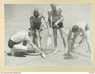 LABU, NEW GUINEA. 1944-10-03. PERSONNEL OF THE 1ST WATERCRAFT WORKSHOPS, COLLECTING THE FISH CAUGHT IN A NET OFF THE BEACH NEAR THEIR CAMP. IDENTIFIED PERSONNEL ARE:- SERGEANT O.S. KEALLEY (1); ..