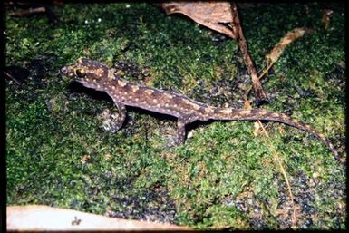 Bavayia ornata