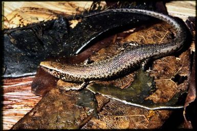 Caledoniscincus aquilonius