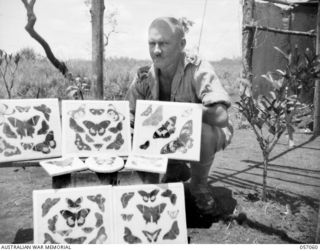 DONADABU, NEW GUINEA, 1943-09-18. VX26893 CAPTAIN T. S. BURGESS, ADJUTANT, NEW GUINEA LEAVE CAMP, PROUDLY DISPLAYS HIS BUTTERFLY COLLECTION