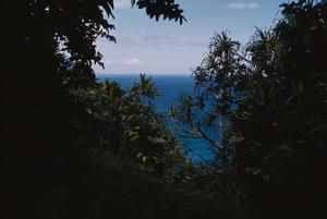 [Ocean view through trees in Na Pali-Kona Forest, United States]