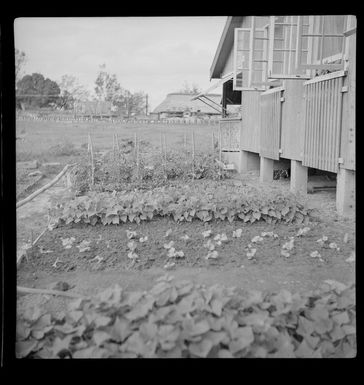 Vegetable gardens at Nandi Airport buildings, Fiji