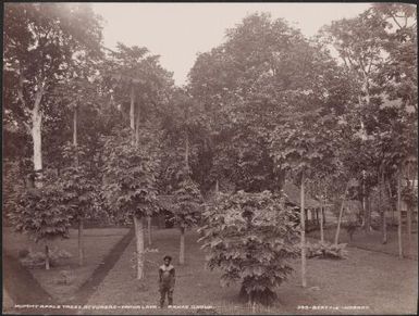 A man standing amongst mummy apple trees, Vanua Lava, Banks Islands, 1906 / J.W. Beattie