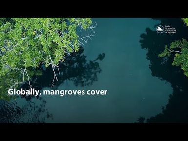Ocean Science Fact: Mangroves in the Pacific 🌱