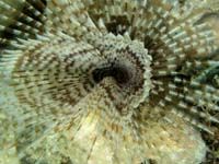 Patterns in Undersea Nature 25