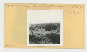 [Kaʻūpūlehu forest in Hawaii, envelope IE26-262]
